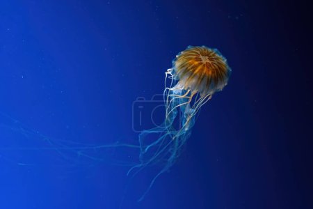 Téléchargez les photos : Méduses nageant sous l'eau aquarium, piscine océanique. L'ortie nordique méduses brunes chrysaora mélanaster en eau bleue, océan. Thériologie, tourisme, plongée, vie sous-marine. - en image libre de droit