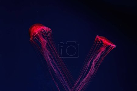 Téléchargez les photos : Méduses fluorescentes nageant sous la piscine aquarium avec lumière au néon rouge. L'ortie marine japonaise chrysaora pacifica en eau bleue, océan. Thériologie, tourisme, plongée, vie sous-marine. - en image libre de droit