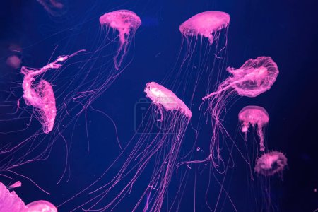 Téléchargez les photos : Groupe de méduses fluorescentes nager sous l'eau dans la piscine de l'aquarium avec lumière rose néon. L'ortie de mer de l'Atlantique chrysaora quinquecirrha en eau bleue, océan. Thériologie, tourisme, plongée, vie sous-marine. - en image libre de droit
