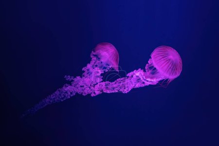 Téléchargez les photos : Deux méduses fluorescentes nageant sous la piscine de l'aquarium avec lumière rose néon. L'ortie de mer sud-américaine chrysaora plocamia en eau bleue, océan. Thériologie, tourisme, plongée, vie sous-marine. - en image libre de droit