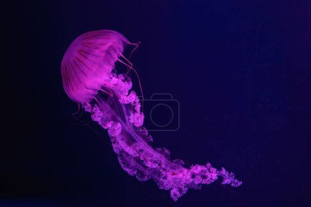 Téléchargez les photos : Méduses fluorescentes nageant sous la piscine de l'aquarium avec lumière rose néon. L'ortie de mer sud-américaine chrysaora plocamia en eau bleue, océan. Thériologie, tourisme, plongée, vie sous-marine. - en image libre de droit