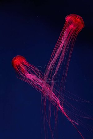 Foto de Medusas fluorescentes nadando en la piscina del acuario submarino con luz de neón roja. La ortiga japonesa chrysaora pacifica en agua azul, océano. Theriology, tourism, diving, undersea life. - Imagen libre de derechos