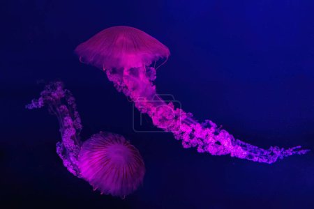 Téléchargez les photos : Deux méduses fluorescentes nageant sous la piscine de l'aquarium avec lumière rose néon. L'ortie de mer sud-américaine chrysaora plocamia en eau bleue, océan. Thériologie, tourisme, plongée, vie sous-marine. - en image libre de droit