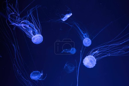 Téléchargez les photos : Groupe de méduses fluorescentes nager sous l'eau dans la piscine de l'aquarium avec lumière néon bleu. L'ortie de mer de l'Atlantique chrysaora quinquecirrha en eau bleue, océan. Thériologie, tourisme, plongée, vie sous-marine. - en image libre de droit