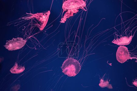 Foto de Grupo de medusas fluorescentes nadan bajo el agua en la piscina del acuario con luz de neón rosa. La ortiga atlántica chrysaora quinquecirrha en el agua azul, el océano. Theriology, tourism, diving, undersea life. - Imagen libre de derechos
