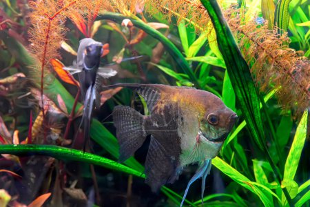 Photo for Tropical fish Pterophyllum scalare altum, angelfish swimming in aquarium water wtih green algae. Brown fish in oceanarium pool. Aquatic organism, underwater life, aquarium pet - Royalty Free Image