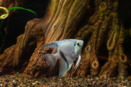 Foto de Tropical fish Pterophyllum scalare altum, angelfish swimming in aquarium water wtih wooden decor. Blanco con peces de rayas negras en la piscina del oceanario. Organismo acuático, vida submarina, animales de compañía de acuario - Imagen libre de derechos