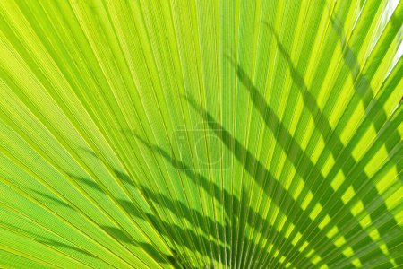 Photo for Sun shining through green palm leaves. Natural tropical summer background, abstract texture, wallpaper, backdrop. - Royalty Free Image