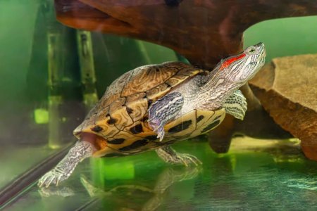 Domestic red eared turtle, Trachemys scripta in aquarium. Pond slider swimming in water. Famous fresh water tortoise for aquarium hobby. Aquatic organism, underwater life, aquarium pet