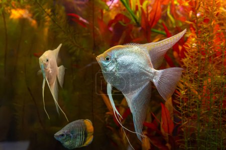 Photo for Tropical fish Pterophyllum scalare altum, angelfish swimming in aquarium water wtih red algae. Two white silver fishes in oceanarium pool. Aquatic organism, underwater life, aquarium pet - Royalty Free Image