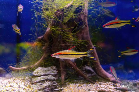 Photo for Melanotaenia australis, rainbowfish swimming in aquarium pool with green seaweed. Famous fresh water fish for aquarium hobby. Aquatic organism, underwater life, aquarium pet - Royalty Free Image