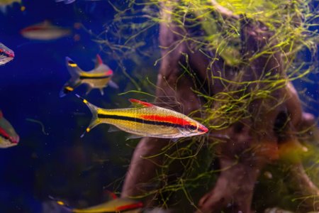 Melanotaenia australis, rainbowfish swimming in aquarium pool with green seaweed. Famous fresh water fish for aquarium hobby. Aquatic organism, underwater life, aquarium pet