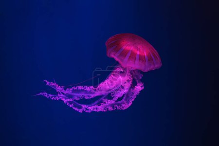 Téléchargez les photos : Méduses Fuorescent piscine aquarium sous-marine avec lumière rose néon. L'ortie de mer sud-américaine chrysaora plocamia en eau bleue, océan. Thériologie, tourisme, plongée, vie sous-marine. - en image libre de droit
