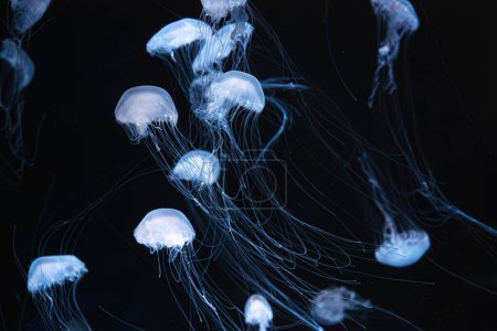 Téléchargez les photos : Ortie marine de l'Atlantique, Chrysaora quinquecirrha, ortie marine du coût est. Groupe de méduses fluorescentes nageant dans l'aquarium avec lumière bleu néon. Thériologie, biodiversité, vie sous-marine, organismes aquatiques - en image libre de droit