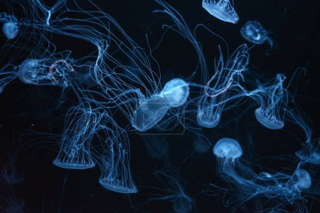 Foto de Ortiga marina atlántica, Chrysaora quinquecirrha, ortiga marina de costa este. Grupo de medusas fluorescentes nadando en acuario con luz de neón azul. Teriología, biodiversidad, vida submarina, organismo acuático - Imagen libre de derechos