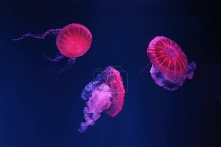 Téléchargez les photos : Groupe de méduses fuorescentes nageant sous la piscine de l'aquarium avec lumière rose néon. L'ortie de mer sud-américaine chrysaora plocamia en eau bleue, océan. Thériologie, tourisme, plongée, vie sous-marine - en image libre de droit