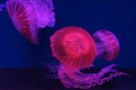 Téléchargez les photos : Groupe de méduses fuorescentes nageant sous la piscine de l'aquarium avec lumière rose néon. L'ortie de mer sud-américaine chrysaora plocamia en eau bleue, océan. Thériologie, tourisme, plongée, vie sous-marine - en image libre de droit