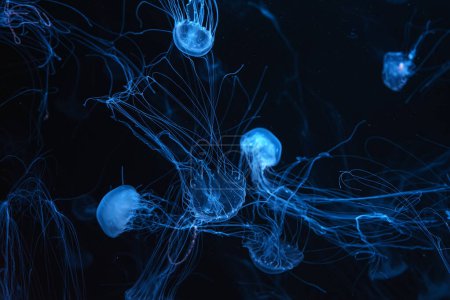 Téléchargez les photos : Ortie marine de l'Atlantique, Chrysaora quinquecirrha, ortie marine du coût est. Groupe de méduses fluorescentes nageant dans l'aquarium avec lumière bleu néon. Thériologie, biodiversité, vie sous-marine, organismes aquatiques - en image libre de droit