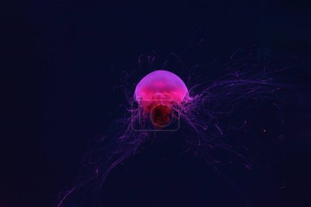 Téléchargez les photos : Méduses fluorescentes nageant sous la piscine aquarium avec lumière au néon rouge. Méduse crinière du lion, Cyanea capillata également connue sous le nom de méduse géante, méduse rouge arctique, gelée capillaire - en image libre de droit