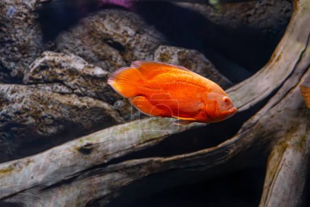 Photo for Oscar fish, Astronotus ocellatus, huge cichlid. Bright orange freshwater fish swimming in the aquarium, ocanarium. Aquarium pet, ichthyology, underwater life, fauna - Royalty Free Image