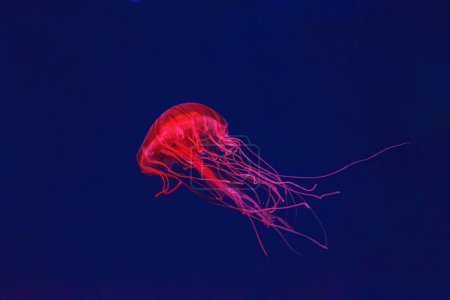 Téléchargez les photos : Méduses fluorescentes nageant sous la piscine aquarium avec lumière au néon rouge. L'ortie marine japonaise chrysaora pacifica en eau bleue, océan. Thériologie, biodiversité, vie sous-marine, organismes aquatiques - en image libre de droit