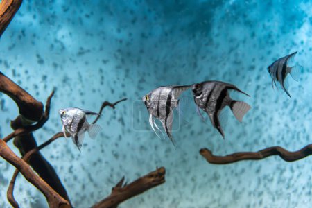 Foto de Group of tropical fish Pterophyllum scalare altum swimming in aquarium blue water. Tropical striped silver black fishes in oceanarium pool - Imagen libre de derechos
