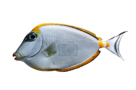 Naso Lituratus Acanthuridae tropische Aquarienfische, orangefarbene Einhorn-Fische isoliert auf weißem Hintergrund. Meeres-, Meeres-, Wasser- und Unterwasserwelt. 