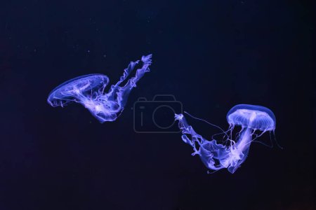 Téléchargez les photos : Groupe de Sanderia Malayensis, méduses d'Amakusa nageant dans la piscine de l'aquarium avec lumière bleu néon. Thériologie, biodiversité, vie sous-marine, organismes aquatiques - en image libre de droit