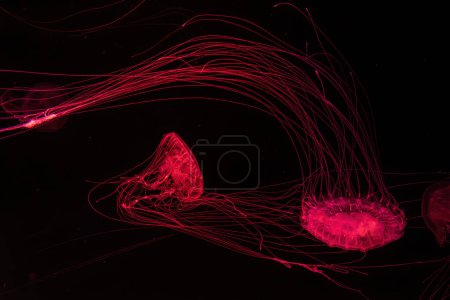 Téléchargez les photos : Des méduses fluorescentes nagent sous l'eau dans une piscine d'aquarium éclairée au néon rouge. L'ortie de mer de l'Atlantique chrysaora quinquecirrha en eau bleue, océan. Thériologie, tourisme, plongée, vie sous-marine. - en image libre de droit