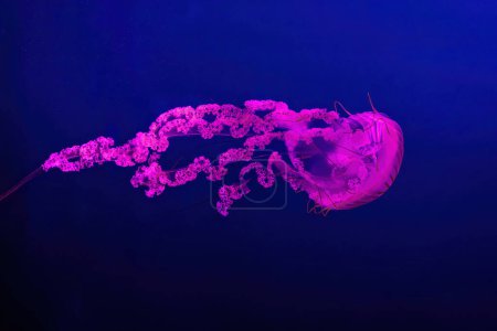 Téléchargez les photos : Méduses Fuorescent piscine aquarium sous-marine avec lumière rose néon. L'ortie de mer sud-américaine chrysaora plocamia en eau bleue, océan. Thériologie, tourisme, plongée, vie sous-marine. - en image libre de droit