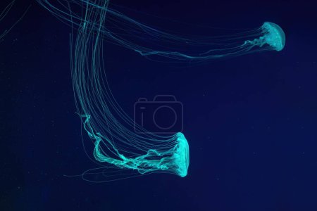Foto de Grupo de medusas fluorescentes nadan bajo el agua en la piscina del acuario con luz de neón verde. La ortiga atlántica chrysaora quinquecirrha en el agua azul, el océano. Theriology, tourism, diving, undersea life. - Imagen libre de derechos