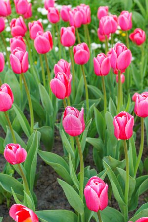 Foto de Tulipanes rosados Flores debutantes con hojas verdes floreciendo en un prado, parque, parterre al aire libre. Día Mundial del Tulipán. Campo de tulipanes, naturaleza, primavera, fondo floral. - Imagen libre de derechos
