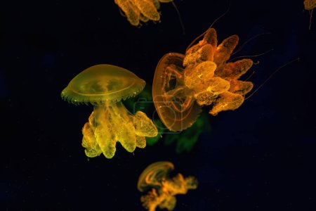 Téléchargez les photos : Groupe de méduses fluorescentes jaunes nageant sous la piscine de l'aquarium. Les méduses de marbre Lychnorhiza lucerna dans l'eau sombre, océan. Thériologie, tourisme, plongée, vie sous-marine. - en image libre de droit