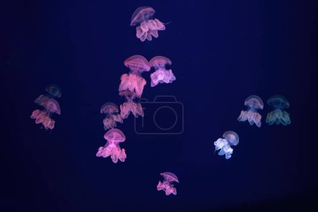 Téléchargez les photos : Groupe de méduses fluorescentes nageant sous la piscine de l'aquarium avec lumière rose néon. Les méduses de marbre Lychnorhiza lucerna dans l'eau sombre, océan. Thériologie, tourisme, plongée, vie sous-marine. - en image libre de droit