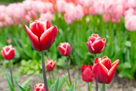 Foto de Tulipán rojo con flores de borde blanco con hojas verdes que florecen en un prado, parque, parterre al aire libre. Día Mundial del Tulipán. Campo de tulipanes, naturaleza, primavera, fondo floral. - Imagen libre de derechos