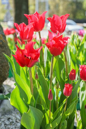 Les fleurs de tulipes Red Liliales fleurissent dans le lit de fleurs dans le jardin par une journée ensoleillée. Fleurs de tulipes rouges en forme de lis avec des feuilles vertes ferment dans la prairie, parc, extérieur. Nature, printemps, fond floral.