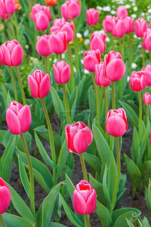 Foto de Muchos de los tulipanes rosados Debutante flores con hojas verdes que florecen en un prado, parque, parterre al aire libre. Día Mundial del Tulipán. Campo de tulipanes, naturaleza, primavera, fondo floral. - Imagen libre de derechos