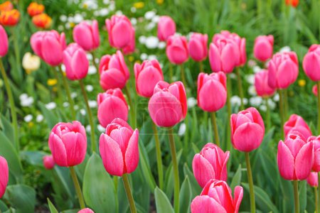 Foto de Ramo de tulipanes rosados Flores debutantes con hojas verdes floreciendo en un prado, parque, parterre al aire libre. Día Mundial del Tulipán. Campo de tulipanes, naturaleza, primavera, fondo floral. - Imagen libre de derechos