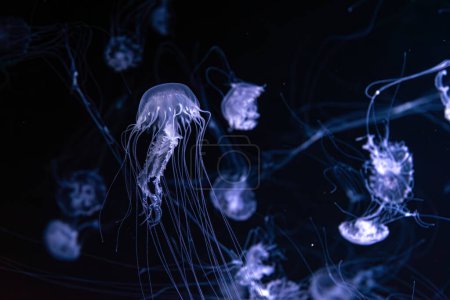 Las medusas fluorescentes nadan bajo el agua en la piscina del acuario con luz de neón blanca. La ortiga atlántica chrysaora quinquecirrha en el agua azul, el océano. Theriology, tourism, diving, undersea life.