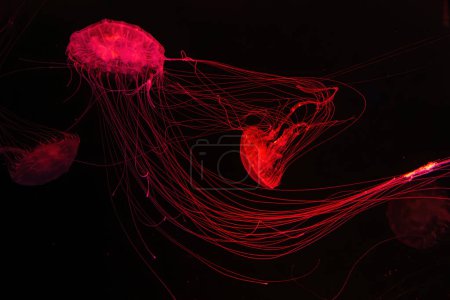Ortiga atlántica chrysaora quinquecirrha medusas nadar bajo el agua en la piscina del acuario con luz de neón rojo. Medusas fluorescentes en agua oscura, océano. Theriology, tourism, diving, undersea life.