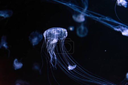 Téléchargez les photos : Des méduses fluorescentes nagent sous l'eau dans une piscine d'aquarium éclairée au néon bleu. L'ortie de mer de l'Atlantique chrysaora quinquecirrha en eau bleue, océan. Thériologie, tourisme, plongée, vie sous-marine. - en image libre de droit