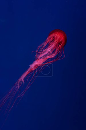 Fluoreszierende Quallen schwimmen im Unterwasseraquarium mit rotem Neonlicht. Die japanische Brennnessel chrysaora pacifica in blauem Wasser, Ozean. Theriologie, Biodiversität, Unterwasserlebewesen, Wasserorganismen
