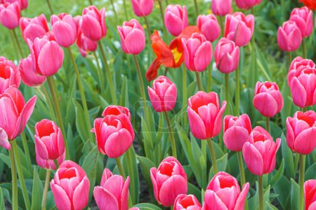 Foto de Muchos de los tulipanes rosados Debutante flores con hojas verdes que florecen en un prado, parque, parterre al aire libre. Día Mundial del Tulipán. Campo de tulipanes, naturaleza, primavera, fondo floral. - Imagen libre de derechos