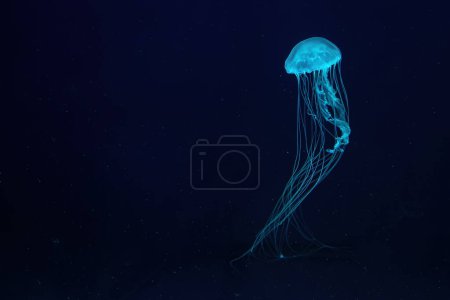 Las medusas fluorescentes nadan bajo el agua en la piscina del acuario con luz de neón azul. Una ortiga atlántica chrysaora quinquecirrha en agua azul, océano. Theriology, tourism, diving, undersea life.