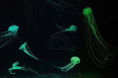 Photo for Atlantic sea nettle, Chrysaora quinquecirrha, East Cost sea nettle. Group of fluorescent jellyfish floating in aquarium with green neon light. Theriology, biodiversity, undersea life, aquatic organism - Royalty Free Image