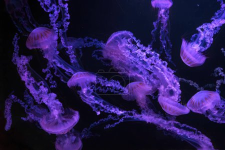 Grupo de medusas de ortiga marina sudamericana, Chrysaora plocamia nadando en aguas oscuras del acuario tanque con luz de neón púrpura. Organismo acuático, animales, vida submarina, biodiversidad