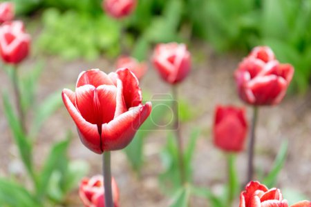 Foto de Tulipán rojo con flores de borde blanco con hojas verdes que florecen en un prado, parque, parterre al aire libre. Día Mundial del Tulipán. Campo de tulipanes, naturaleza, primavera, fondo floral. - Imagen libre de derechos