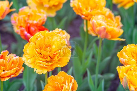 Flores de tulipanes naranjas florecientes en jardín, campo. Doble Belleza de Apeldoorn, variedad de tulipán doble. Primavera, jardinería de la naturaleza, fondo floral.
