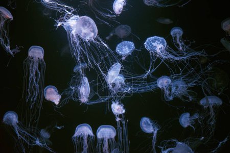 Photo for Atlantic sea nettle, Chrysaora quinquecirrha, East Cost sea nettle. Group of fluorescent jellyfish floating in illuminated aquarium. Theriology, biodiversity, undersea life, aquatic organism - Royalty Free Image