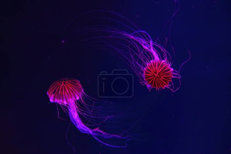 Grupo de medusas fluorescentes nadando en la piscina del acuario submarino con luz roja. Ortiga japonesa chrysaora pacifica en agua azul, océano. Teriología, biodiversidad, vida submarina, organismo acuático